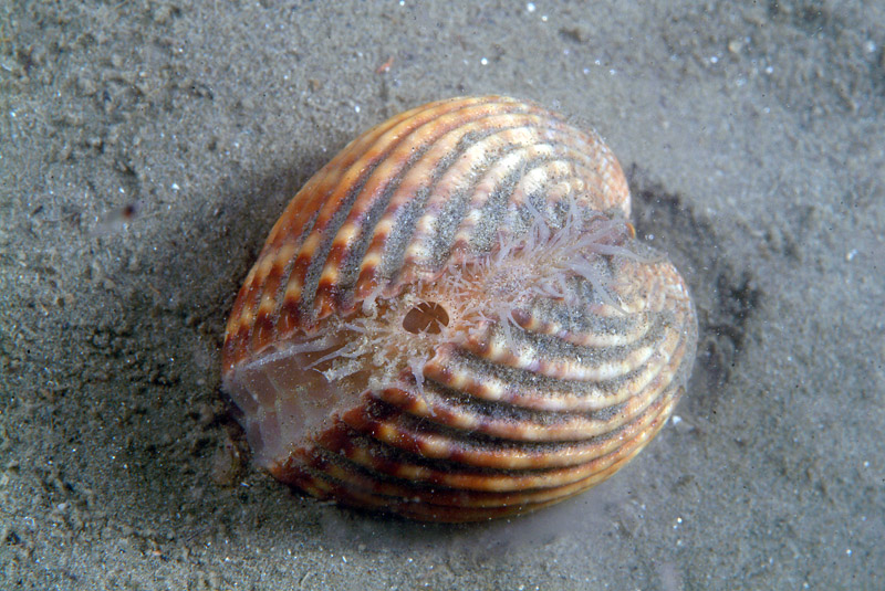 Achantocardia tuberculata